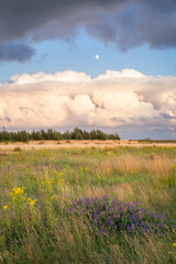 Wall Mural - Meadow with tall grass and wildflowers. Large cumulus clouds loom in the distance.