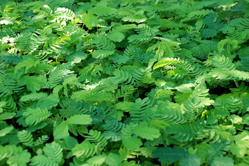 Green Leaves Texture Background for green design.