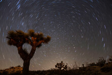 North Star And Joshua Tree National Park Night Landscape In The Mojave Desert Area Of Southern Califfornia.
