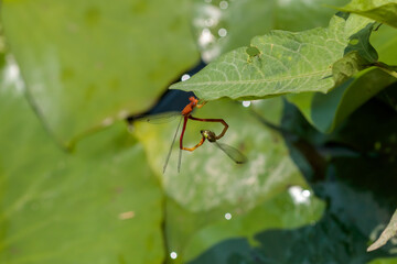 ベニイトトンボ（ツガイ）聖光寺・二千年ハス池　佐賀県多久市　Red Damselfly (pair)Saga-ken Taku city