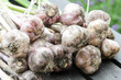 Organic garlic harvest in a home garden