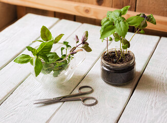 Homemade herbs in pots and glass jars (basil, mint, lemon balm) on a wooden background