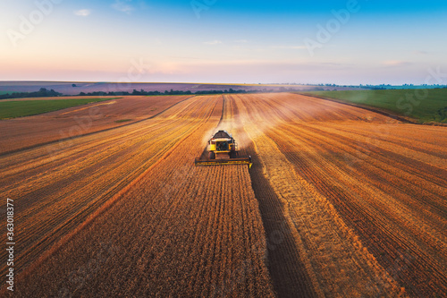 Cuadros en Lienzo Combine harvester agriculture machine harvesting golden ripe wheat field