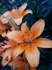  orange tiger lily