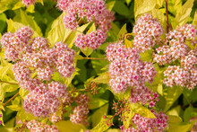 Blooming Spirea By Pink Small Flowers. Blossoming Bush Growing In A Summer Garden. Flowers Delicate, Charming, Beautiful. Spirea Japanese Golden Princess