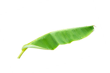 Wall Mural - Banana leaf with waterdrop after the rain isolated on white background with clipping path.