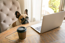 French Bulldog Sitting On A Chair And Looking Tired At The Camera During Working On Laptop Staying On A Table With Coffee Cup. The Funny Cute Pet Dog At Home Office. The Business Concept, Boss.
