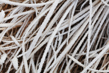 Poster - Snow on plants in winter