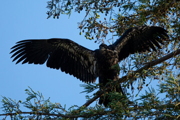 Poster - 4-months old bald eagle eaglet learning to fly, seen in the wild in North California 