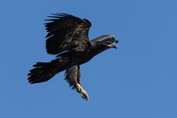 Poster - 4-months old bald eagle eaglet showing off his talons, seen in the wild in North California 