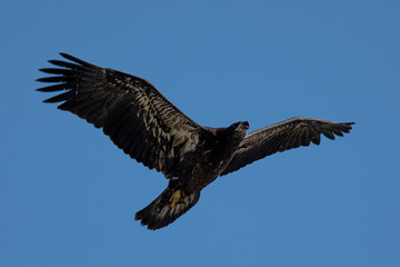 Poster - 4-months old bald eagle eaglet learning to fly, seen in the wild in North California 