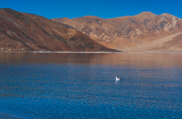 Seagull alone at pangong lake. Pangong Tso or Pangong Lake is an endorheic lake in the Himalayas situated at a height of about 4,350 m. Ladakh, India