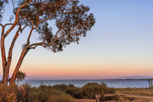 Sunset View Of Eucalyptus Tree Growing On The Shores Of San Francisco Bay Area; Full Moon Visible In The Clear Blue Sky; California