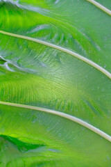 Canvas Print - close up green leaves in nature background and texture