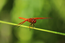 Red Dragonfly On Pond