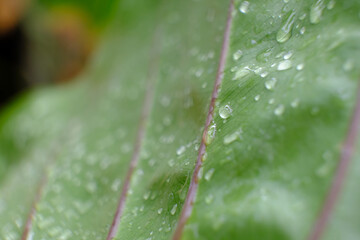 Wall Mural - close up water drop on green leaves in nature, blurry green leaf wallpaper background and space