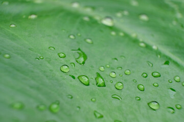 Poster - close up water drop on green leaves in nature, blurry green leaf wallpaper background and space