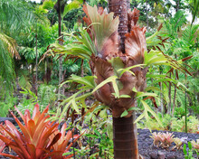 A Close Up Look At A Staghorn Fern On Palm Tree Trunk In A Tropical Landscape