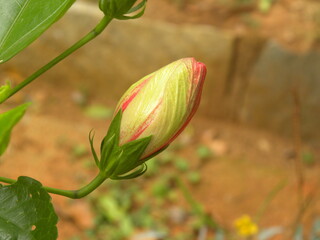 Pink and yellow color bud of Hibiscus rosa sinensis flower