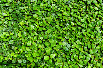 Wall Mural - plant background green leaf little growing on ground or wall / texture beautiful natural green background