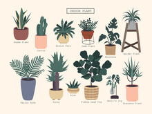 Set Of Plants.Flat Style Vector Illustration Set Of Most Popular Indoor House Plant. Hand Drawn.
