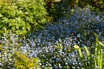 little blue flowers in green grass in the garden