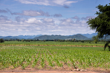 Landscape of corn field over mountain and cloudy sky in countryside