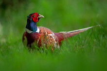 Close-up Of Ring-necked Pheasant On Grass