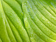 Abstract Pattern Of Fresh Tender Green Hosta Leaves After The Rain Showing Graceful Lines. Green Life Concept. Top View. Close-up. Selective Focus.