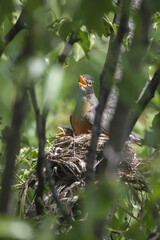 Wall Mural - 3 Chicks in a nest, backyard wildlife.