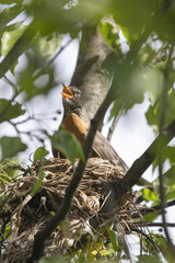 Wall Mural - 3 Chicks in a nest, backyard wildlife.