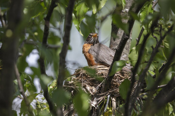 Wall Mural - 3 Chicks in a nest, backyard wildlife.