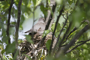 Wall Mural - 3 Chicks in a nest, backyard wildlife.