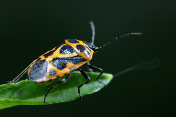 Canvas Print - stink bug insects on plants