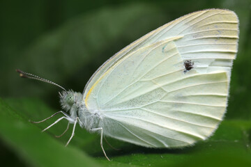 Canvas Print - Pieris rapae on plant leaves in the wild