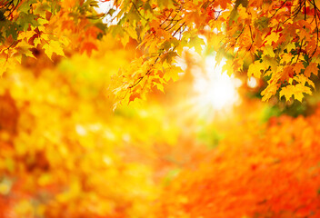 Wall Mural - colorful autumn maple leaves on a tree branch. golden autumn foliage leaves background. bokeh and co