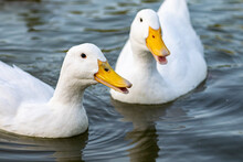 Pekin And Mallard Ducks On A Lake