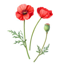 Red Poppy Hand Drawn Pencil Illustration Isolated On White With Clipping Path