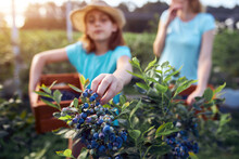 Modern Family Picking Blueberries On A Organic Farm - Family Business Concept.