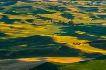  Sunset view of the rolling hills and wheat field in Palouse region, in Washington, USA.