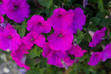 Closeup Of Purple Petunias Flowers Bouquet In A Public Garden