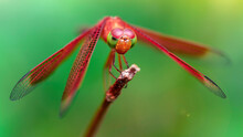 Red Colorful Dragonfly On A Branch, Macro Photography Of This Gracious And Fragile Odonata, Beautiful Predator, Large Wings And Big Faceted Eyes, Nature Scene In A Pond In The Thai Tropical Jungle 