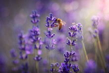 Working Day In The Nature. Diligent Bee Harvest The Pollen From Purple Lavender Flower For Making Honey At Summer. Close-up Macro Image Wit Blurred Background.