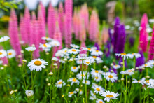 Blooming Daisies And Lupine In A Flower Garden.