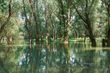 Fototapeta Na ścianę - flood in the forest, river with high water level, flooding, nature in summer on a bright day