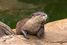 Otter On Rock