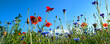 Natural flower meadows landscape
Colorful natural flower meadows landscape with blue sky in summer. Habitat for insects, wildflowers and wild herbs on a flower field. Background panorama with short de