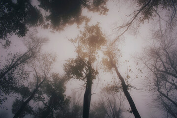 tall trees in forest on rainy autumn day