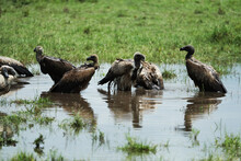 Vulture In Savannah In Kenya