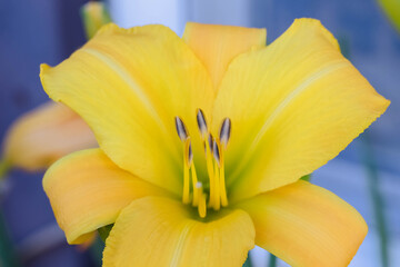 Wall Mural - a yellow lily at dawn in the lily garden